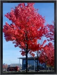 Medog 12X16 Frame Black, Display Pictures 12" 16" -. Fixed Price $10.07.