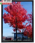 Medog 12X16 Picture Frame Black Poster Wall Sign Photo Pack Frm Us. Fixed Price $10.88.