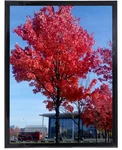 Medog 12X16 For Wall Black, Display Pictures Poster Frame.... Fixed Price $10.57.