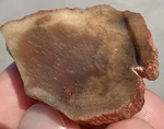 29G Agatized Opalized Petrified Wood Round Lapidary Display Earth Tones. Fixed Price $12.00.