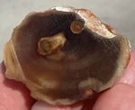 Agatized Opalized Petrified Wood Round Lapidary Display Earth Tones 33G. Fixed Price $10.50.